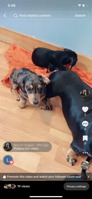 Mini Dachshund