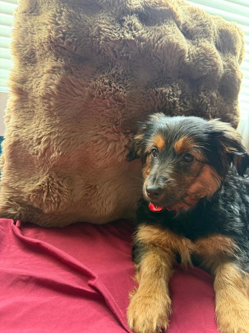 Yorkshire terrier and Dashhund