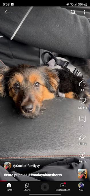 Yorkshire terrier and Dashhund