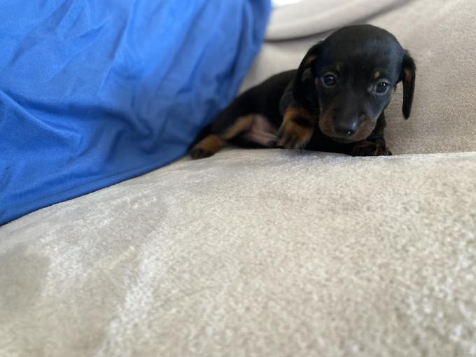Miniature dachshund