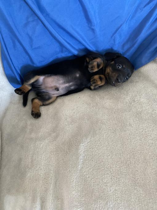 Miniature dachshund