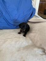 Miniature dachshund