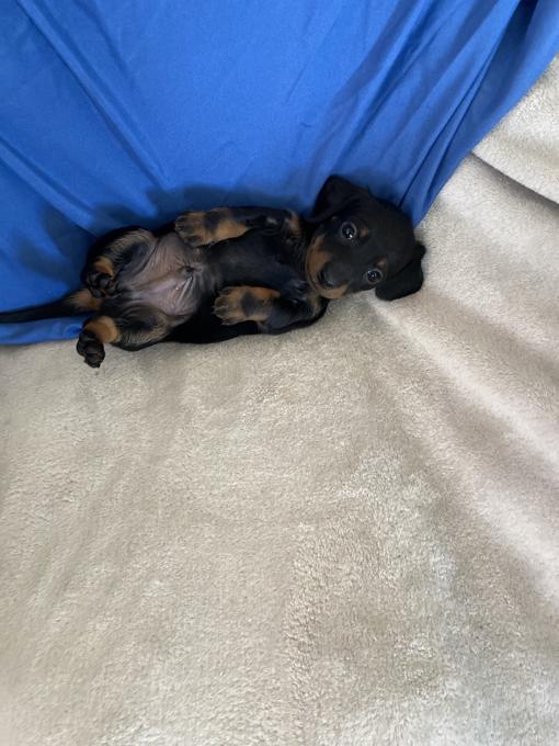 Miniature dachshund