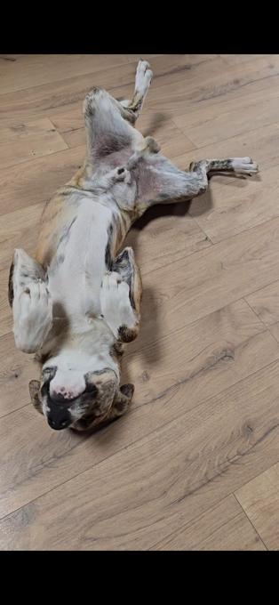Husky-American bully mix