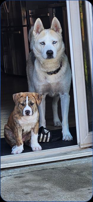 Husky-American bully mix