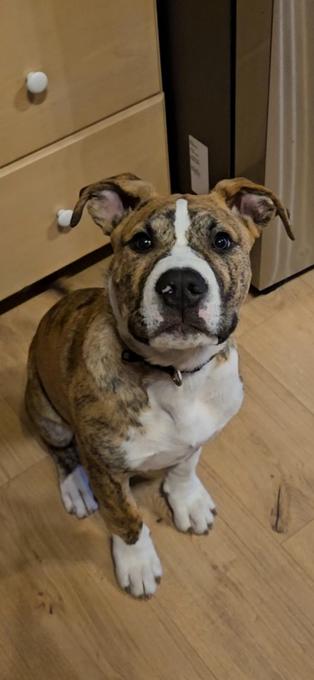Husky-American bully mix