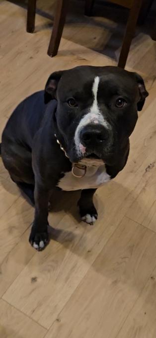 Husky-American bully mix