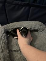 Mini Sheltie doodle
