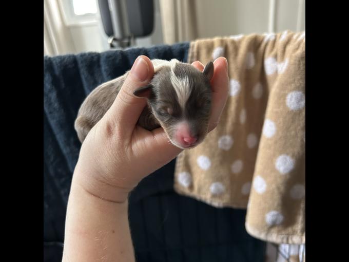 Mini Sheltie doodle