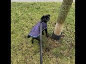 Pug black