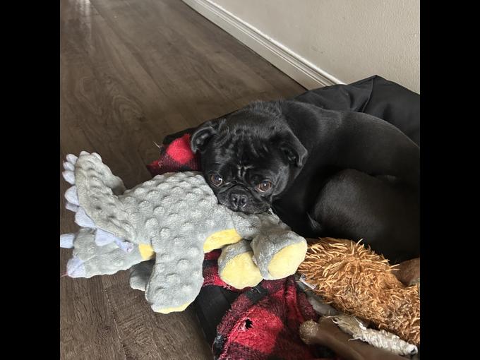 Pug black
