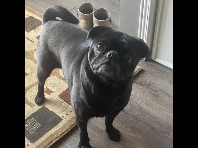 Pug black