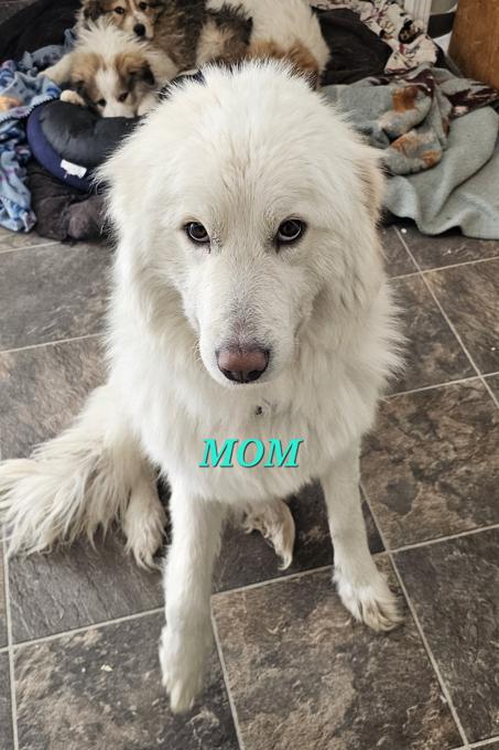 Maremmano-Abruzzese Sheepdog/Great Pyrenees/Australian Shepherd