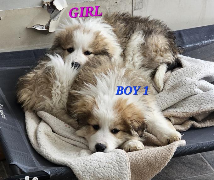 Maremmano-Abruzzese Sheepdog/Great Pyrenees/Australian Shepherd