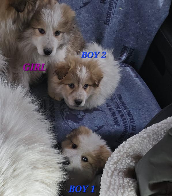 Maremmano-Abruzzese Sheepdog/Great Pyrenees/Australian Shepherd