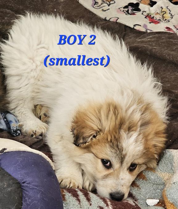Maremmano-Abruzzese Sheepdog/Great Pyrenees/Australian Shepherd