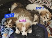 Maremmano-Abruzzese Sheepdog/Great Pyrenees/Australian Shepherd