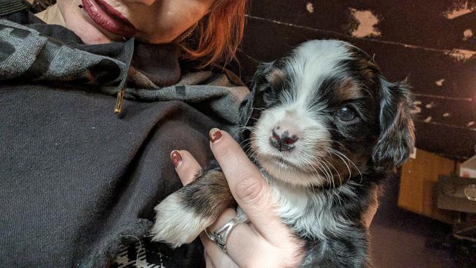 Mini Aussillier