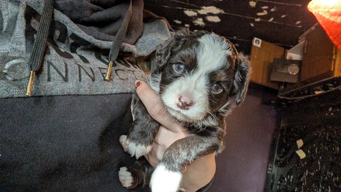 Mini Aussillier
