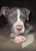 American bulldog