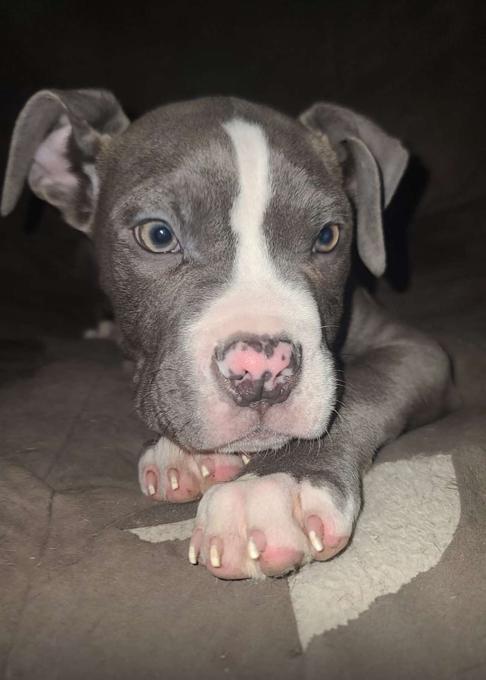 American bulldog