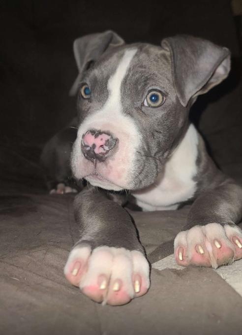 American bulldog