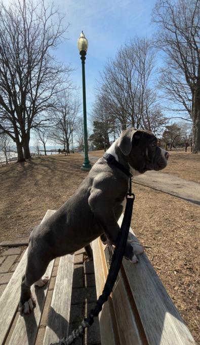 American bulldog