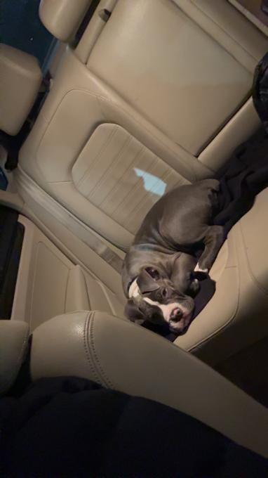 American bulldog