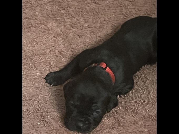Cane Corso