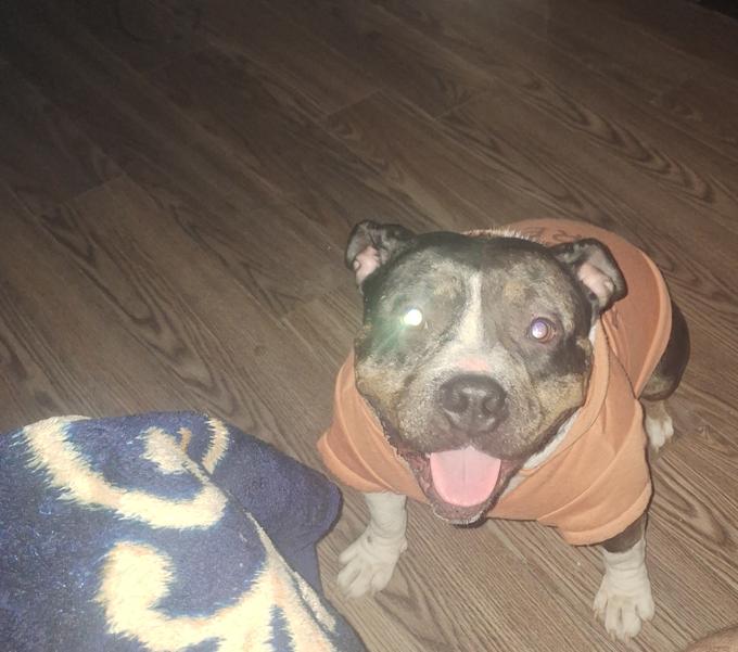 American pocket bully