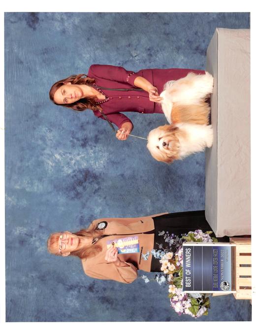 Havanese
