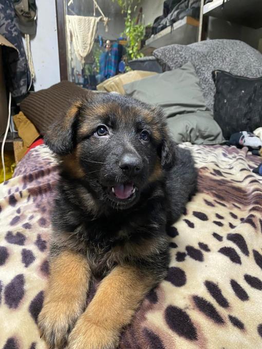 German sheperd