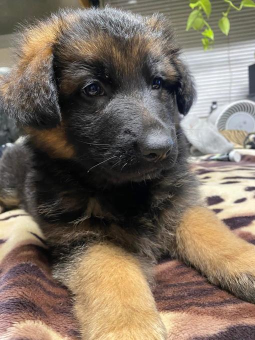German sheperd