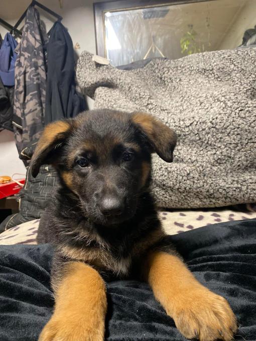 German sheperd