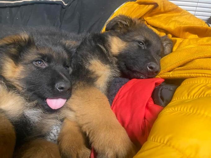 German sheperd