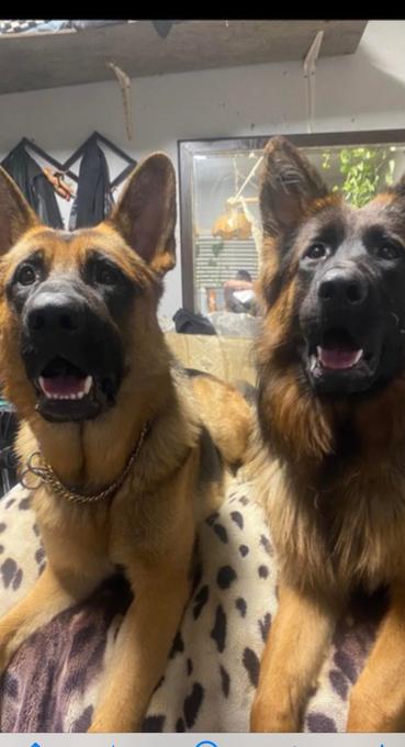 German sheperd