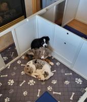 Australian Shephard mix