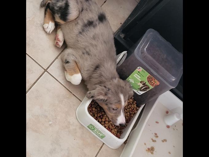 Australian Shephard mix
