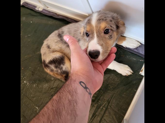Australian Shephard mix