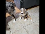 Australian Shephard mix
