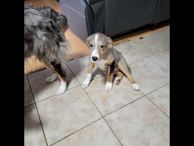 Australian Shephard mix