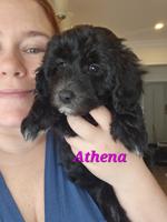 Aussiedoodle