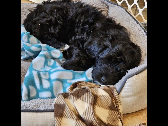 Aussiedoodle