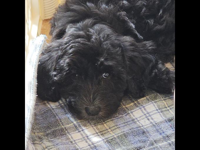 Aussiedoodle