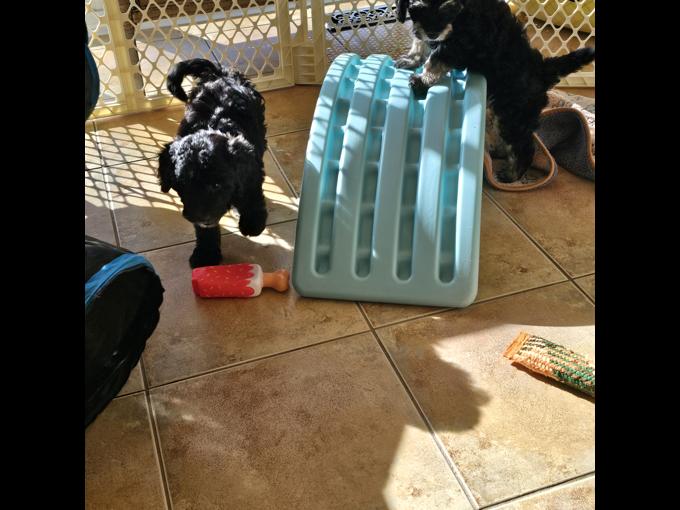 Aussiedoodle