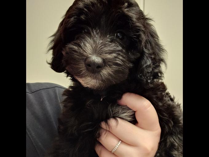 Aussiedoodle