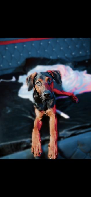 Doberman mix german shepherd