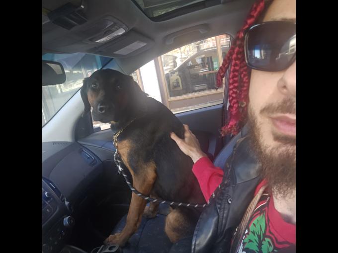 Doberman mix german shepherd