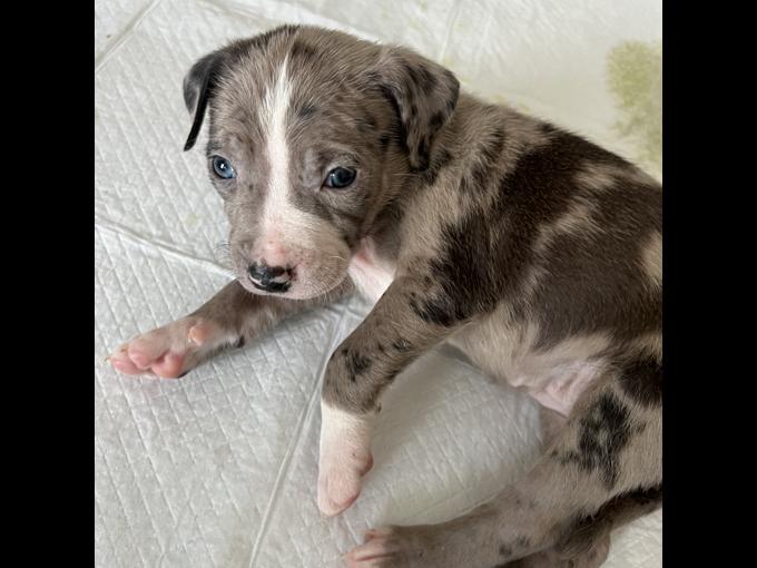 American bully