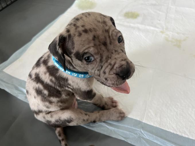 American bully